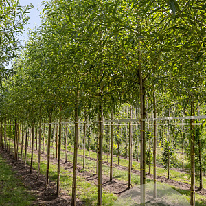 Salix vitellina 10-12 HO draadkluit geknot 220 cm stam