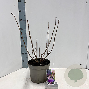 Sambucus nigra Black Beauty 30-40 cm 5,0L