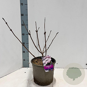 Sambucus nigra Black Lace 30-40 cm 5,0L