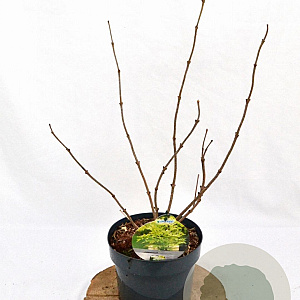 Sambucus nigra Gold Spark 40-50 cm 3,0L