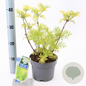 Sambucus nigra Golden Tower 30-40 cm 2,0L