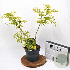 Sambucus nigra Golden Tower 30-40 cm 3,0L