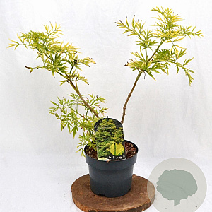 Sambucus nigra Golden Tower 30-40 cm 3,0L
