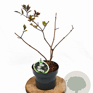 Sambucus nigra 'Guincho Purple' 30-40 cm 3,0L