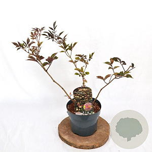 Sambucus nigra 'Thundercloud' 30-40 cm 3,0L