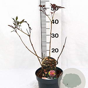 Sambucus nigra 'Thundercloud' 30-40 cm 3,0L