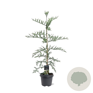 Sequoia sempervirens 100-125 cm 5,0L