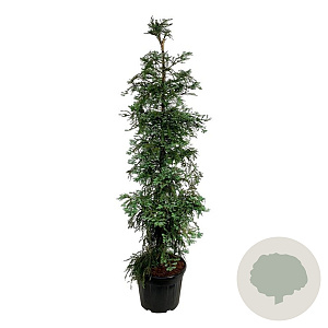 Sequoia s. 'Winter Blue' 200-225 cm cont. 70L extra