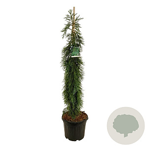 Sequoiadendron g. 'Pendulum' 170-200 cm cont. 55L extra