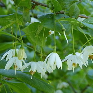Sinojackia xylocarpa 100-125 cm 40L struik