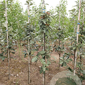 Sorbus aria 'Magnifica' 8-10 HO draadkluit