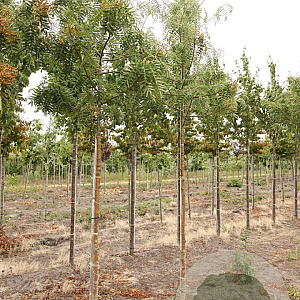 Sorbus 'Dodong' 8-10 HO draadkluit