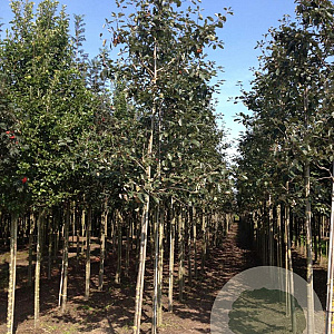 Sorbus intermedia 'Brouwers' 8-10 HO draadkluit