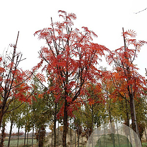 Sorbus randaiensis 14-16 HO draadkluit