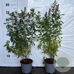 Spiraea billardii 60-80 cm 2,0L