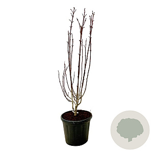 Staphylea colchica 125-150 cm 30L extra