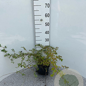 Stephanandra incisa 'Crispa' 30-40 cm 2,0L