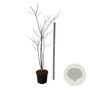 Styphnolobium japonicum 170-200 cm cont. 55L extra