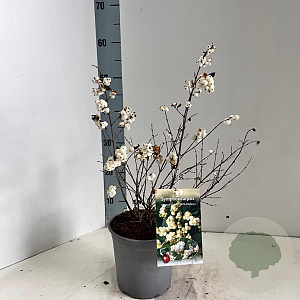 Symphoricarpos Magical Galaxy 25-30 cm 2,0L