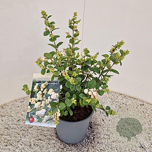 Symphoricarpos Magical Galaxy 25-30 cm 2,0L