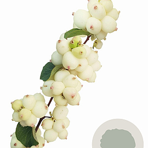 Symphoricarpos Symphony Rock 30-40 cm 3,0L