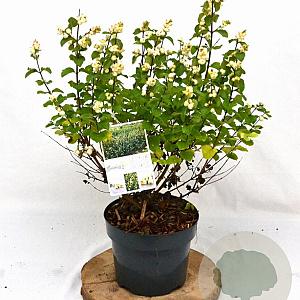 Symphoricarpos Symphony Rock 30-40 cm 3,0L