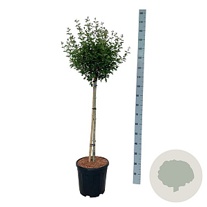 Syringa Bloomerang Pink Perfume 90 cm stam 15L