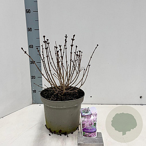 Syringa meyeri Flowerfesta Pink 40-50 cm 5,0L