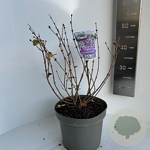 Syringa meyeri Flowerfesta Purple 40-50 cm 5,0L