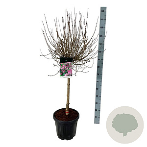 Syringa meyeri 'Palibin' 60 cm stam 15L