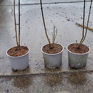 Syringa vulgaris 30-40 cm 2,0L