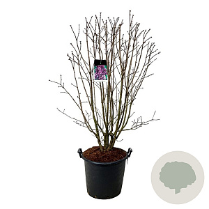 Syringa v. 'Charles Joly' 125-150 cm cont. 55L extra