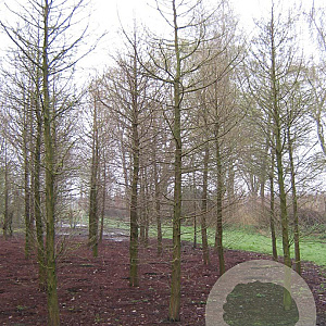 Taxodium distichum 800-900 cm draadkluit solitair