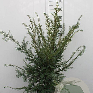 Taxus baccata 60-80 cm 5,0L