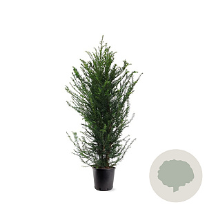 Taxus baccata 100-125 cm 10L