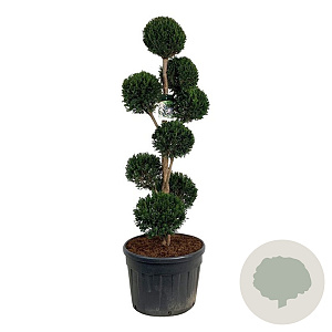 Taxus baccata 150-175 cm cont. 130L multi bol