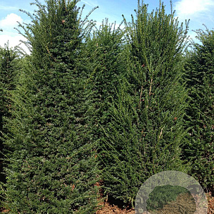 Taxus baccata 200-225 cm draadkluit solitair