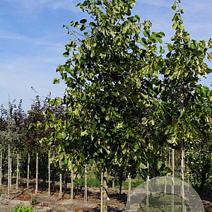 Tilia americana 'Moltkei' 18-20 HO draadkluit