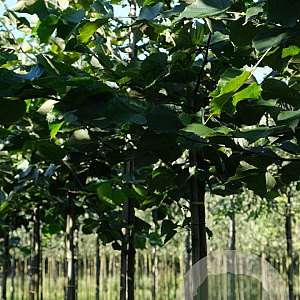 Tilia europaea 'Zwarte Linde' 10-12 HO draadkluit