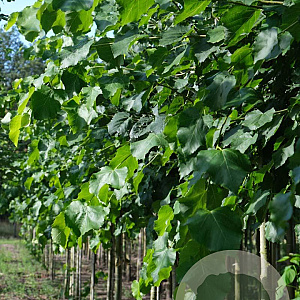 Tilia flavescens 'Glenleven' 14-16 HO draadkluit