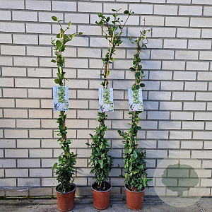 Trachelospermum jasminoides 150 cm 3,0L