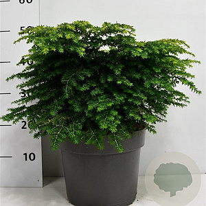 Tsuga canadensis 50-60 cm 7,5L