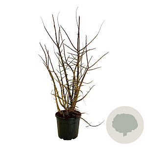 Ulmus minor suberosa 125-150 cm 30L extra