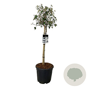 Viburnum 'Eskimo' 90 cm stam 30L