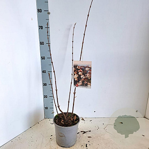 Viburnum farreri 50-60 cm 2,0L