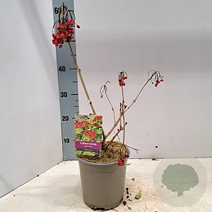 Viburnum opulus 'Compactum' 40-50 cm 2,0L