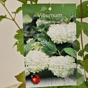 Viburnum opulus 'Roseum' 60-70 cm 3,0L