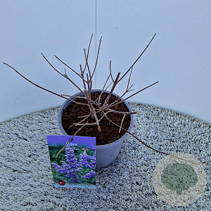 Vitex agnus-castus 15-20 cm 3,0L