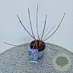 Vitex agnus-castus 30-40 cm 3,0L