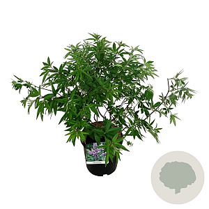 Vitex agnus-castus 80-100 cm 15L